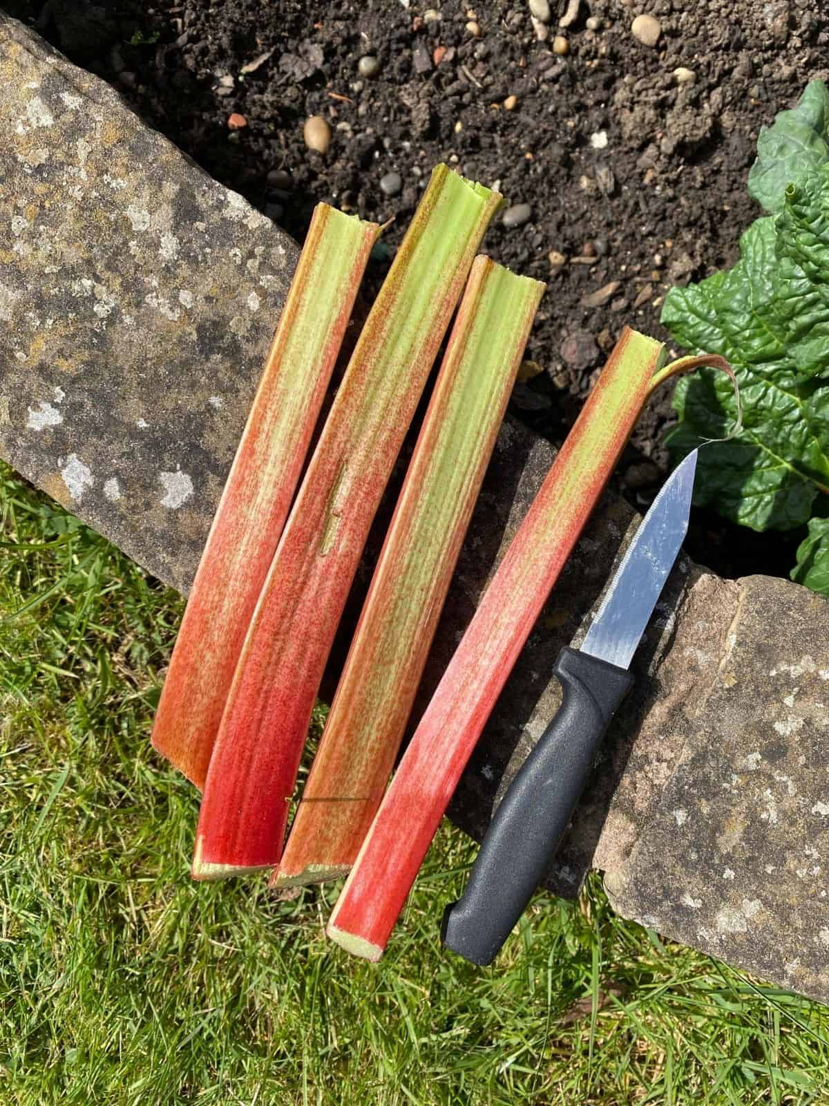 four stems of rhubarb next to a knife on a garden wall.