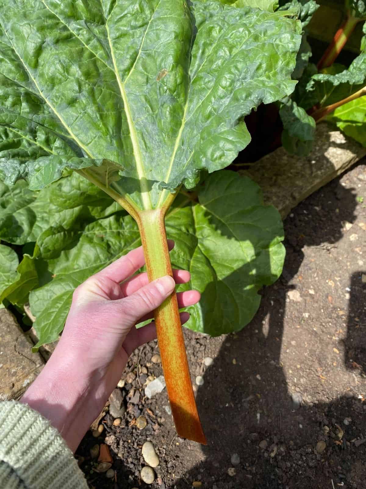 someone holding a stem of rhubarb in a garden.