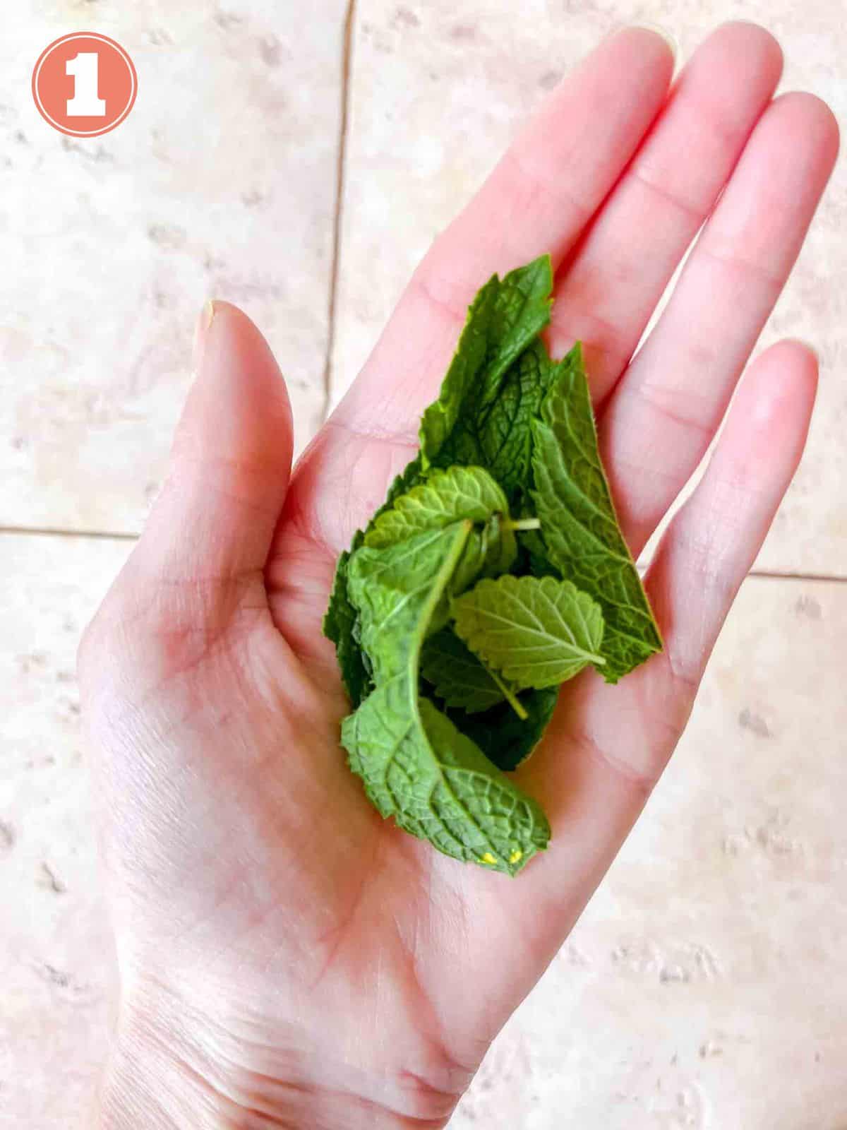 mint leaves and lemon balm leaves in a palm of a hand labelled number one.