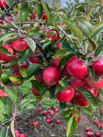 tree laden with red apples.