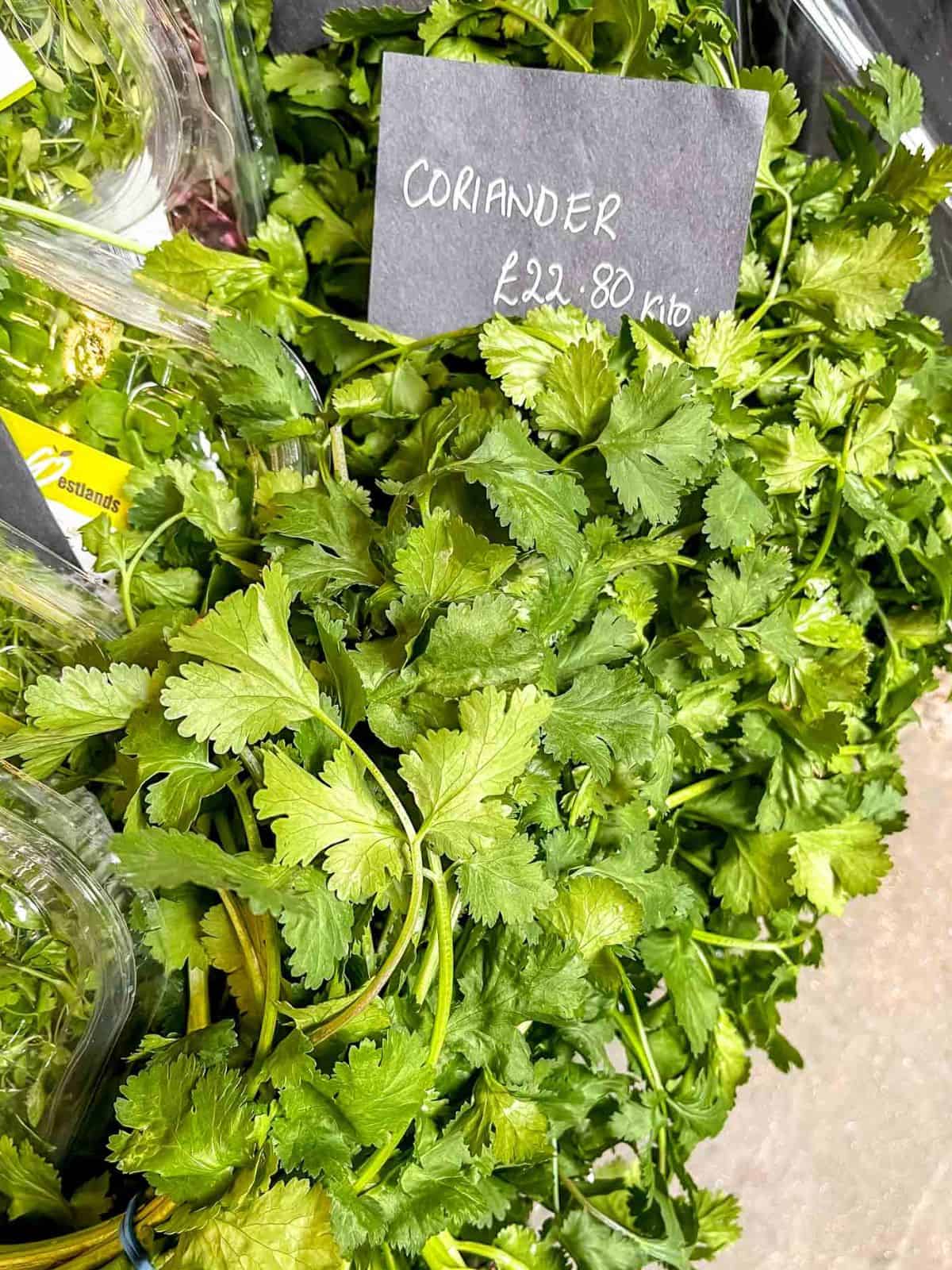bunches of coriander with a sign saying coriander.