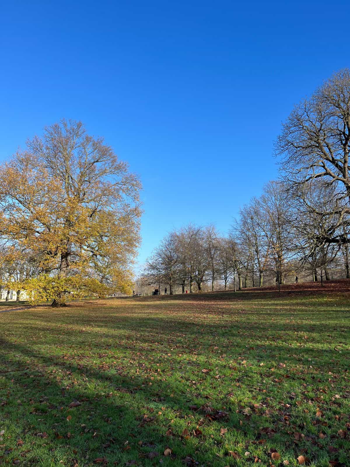trees in a park with a blue sky.