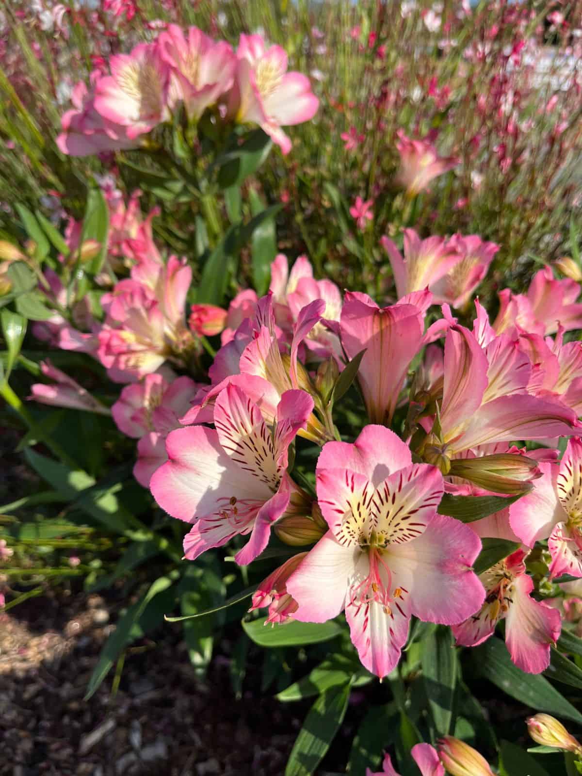 pink flowers in a flower bed.