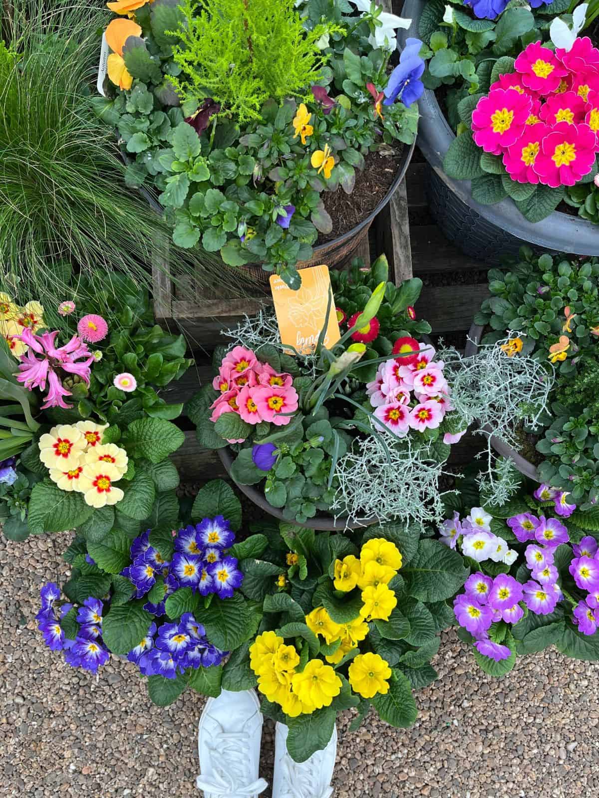 pots of different colored flowers.