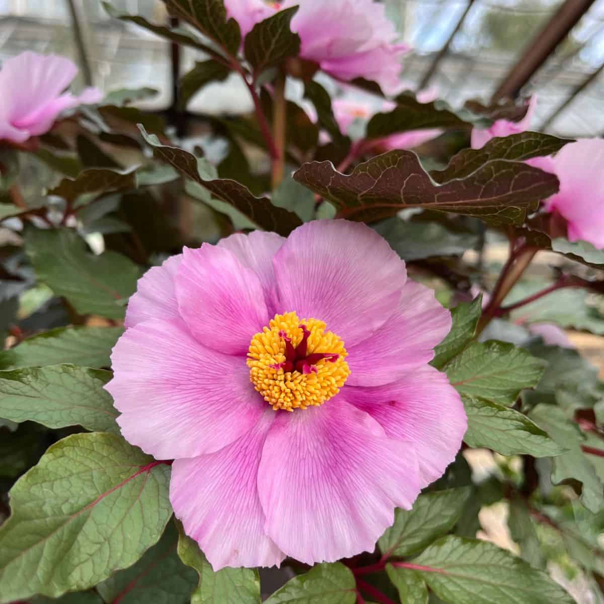 bush with pink and yellow flowers.