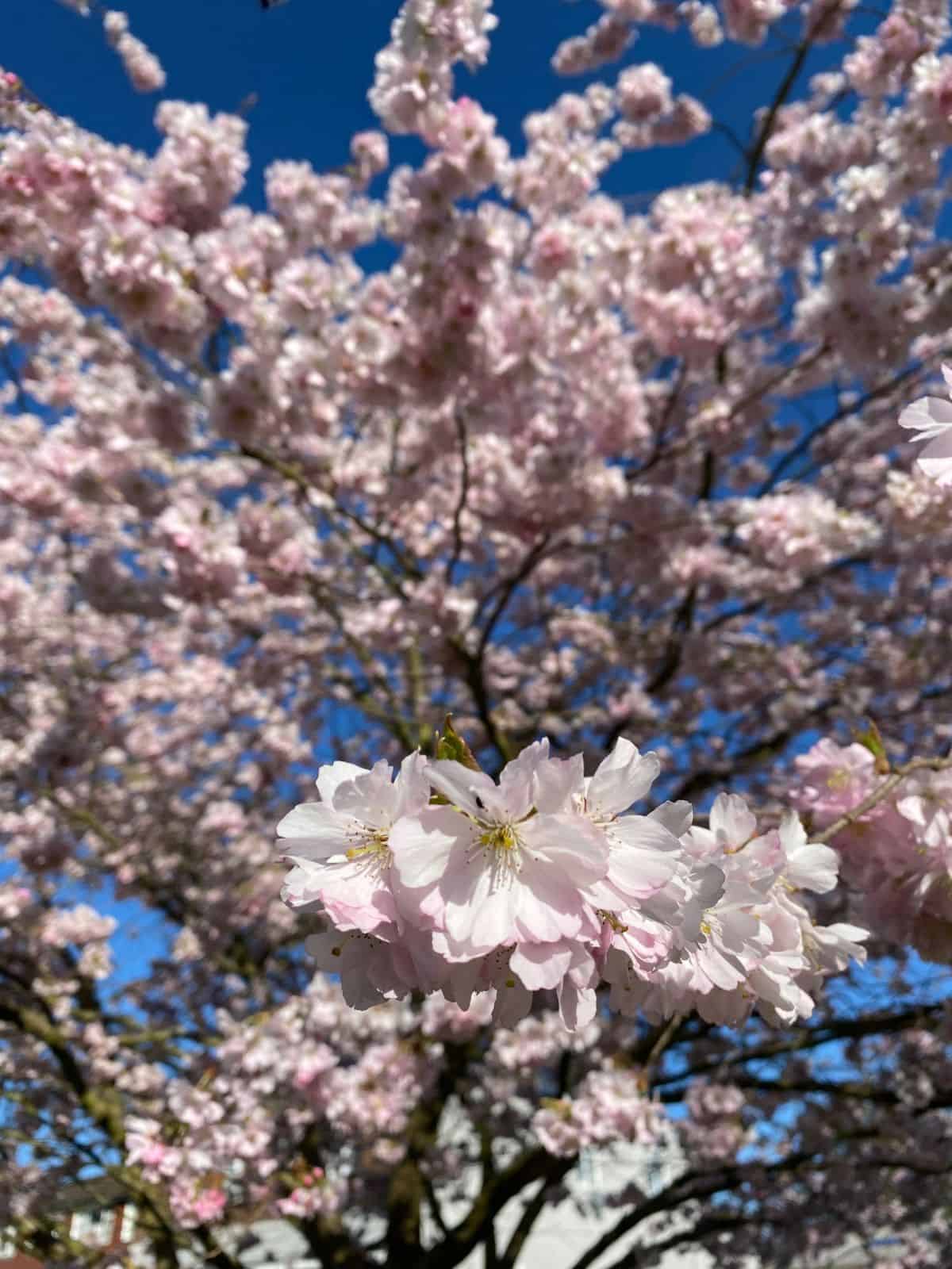 pink blossom on a tree against a blue sky.