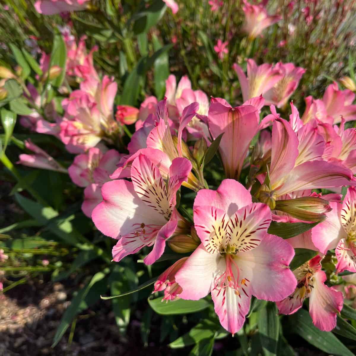 pink flowers in a flower bed.