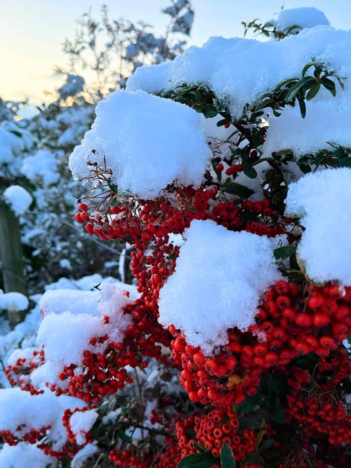 red berries bush covered in snow.