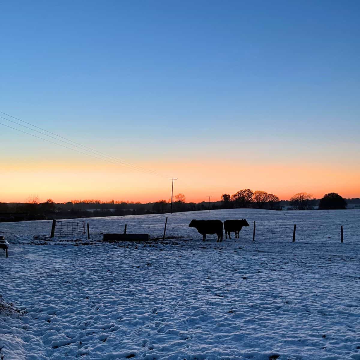 two cows in a snowy field at sunset.