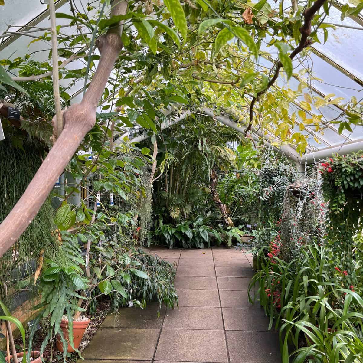 trees and plants in a greenhouse.