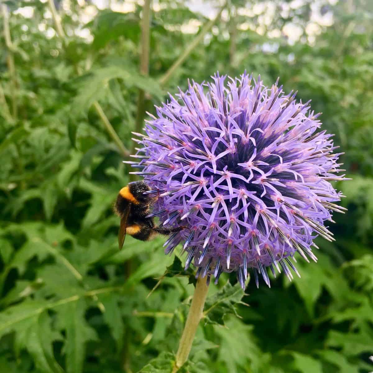bee on a purple allium plant.