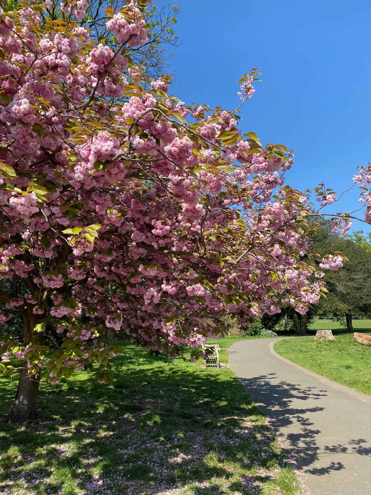 pink blossom tree in a park.