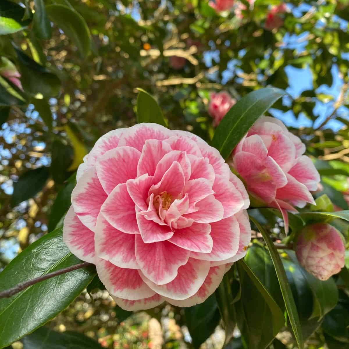 pink and white flowers on a green bush.